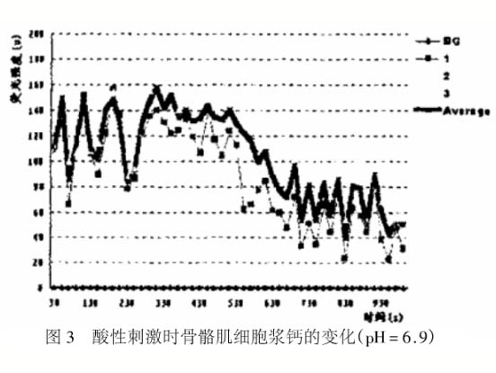 酸性刺激對(duì)大鼠骨骼肌細(xì)胞胞漿Ca2+的影