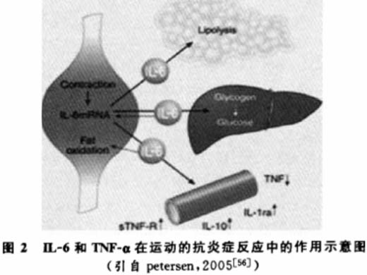 肥胖與運(yùn)動研究進(jìn)展——慢性炎癥反應(yīng)學(xué)說