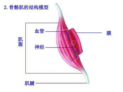 運(yùn)動與骨骼肌超微結(jié)構(gòu)變化