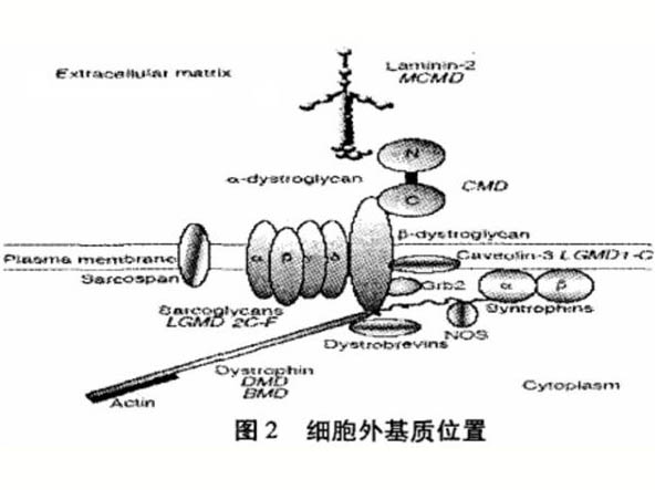 骨架蛋白、肌力與骨骼肌微損傷的關(guān)系研究