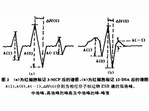 自由基對紅細胞膜分子流動性的影響