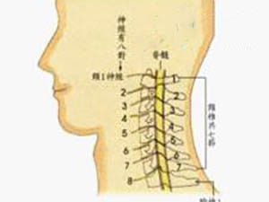 頸椎結(jié)構(gòu)簡(jiǎn)介